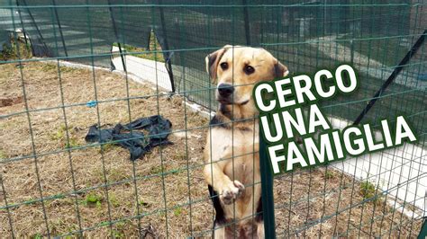 Animali in adozione Ponderano